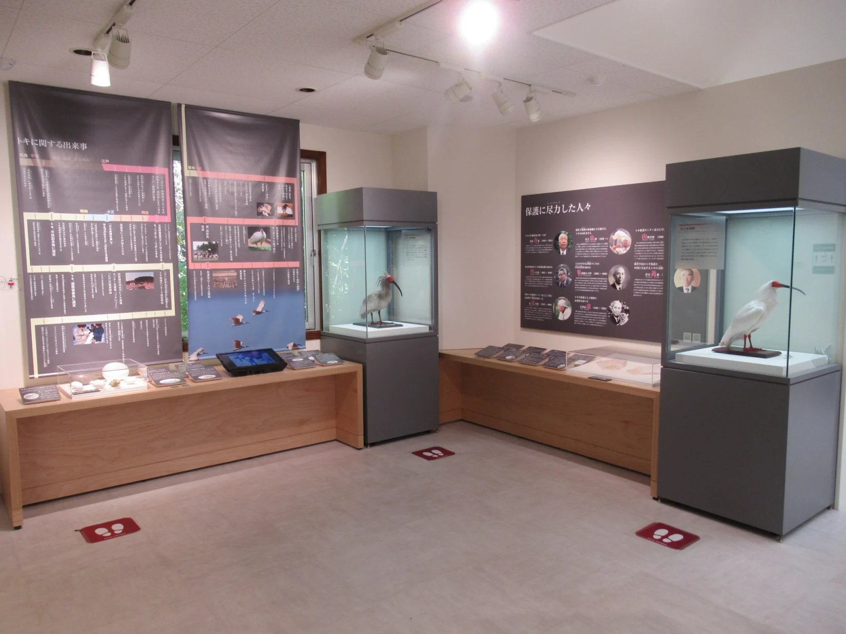 🌳 따오기의 숲 공원 (토키노모리 코엔) 이미지 3